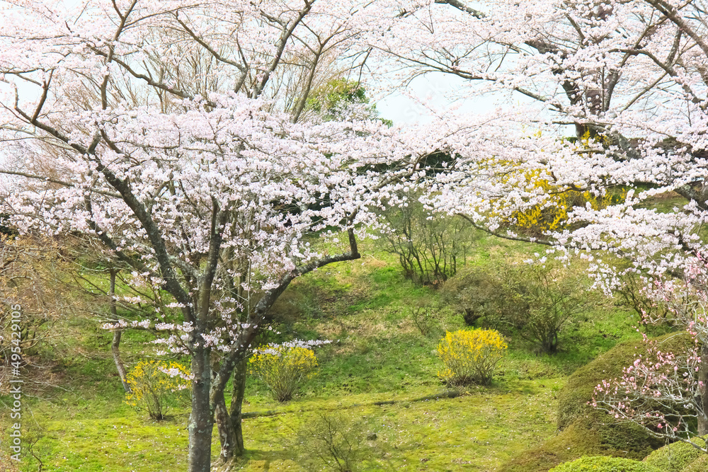 冨士霊園、春の景色。4月満開の桜で華やぐ公園墓地