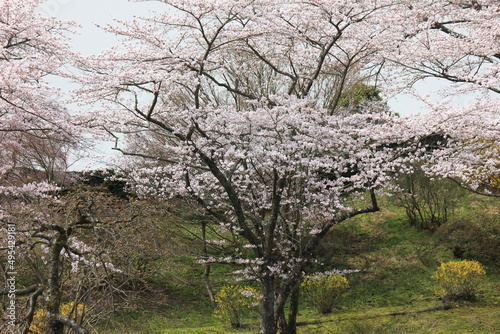 冨士霊園、春の景色。4月満開の桜で華やぐ公園墓地