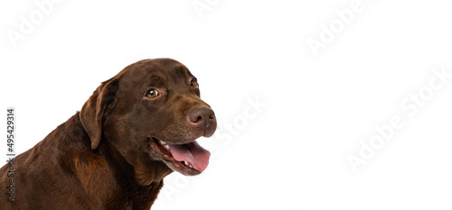 Close-up chocolate color labrador  purebred dog posing isolated on white background. Concept of animal  pets  vet  friendship