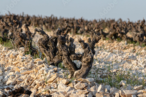 vineyards of southern côtes-du-rhône, in the south of France