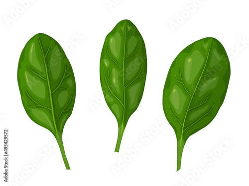 Spinach. Tasty fresh herb green leaves. Healthy vegetarian food.