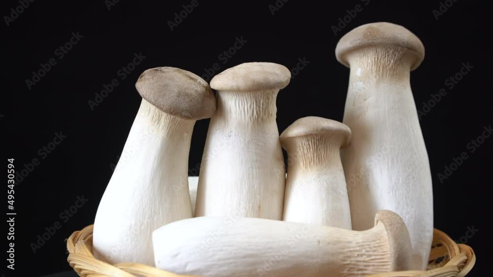Edible mushrooms on a black background. Group of King Oyster Mushrooms Edible mushrooms on a black background. Group of King Oyster Mushrooms