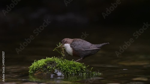 Nesting time for the White throated dipper (Cinclus cinclus) photo