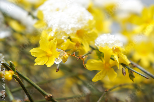blooming spring flowers under snow, spring snow and yellow flowers            