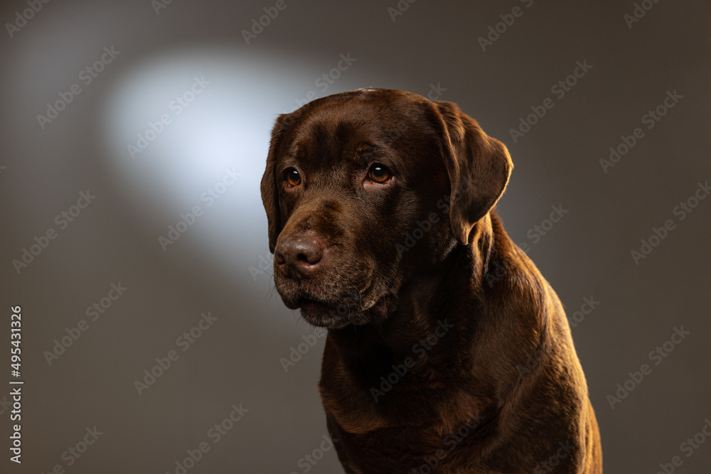 Fototapeta premium Close-up chocolate color labrador, purebred dog posing isolated on gray background. Concept of animal, pets, vet, friendship
