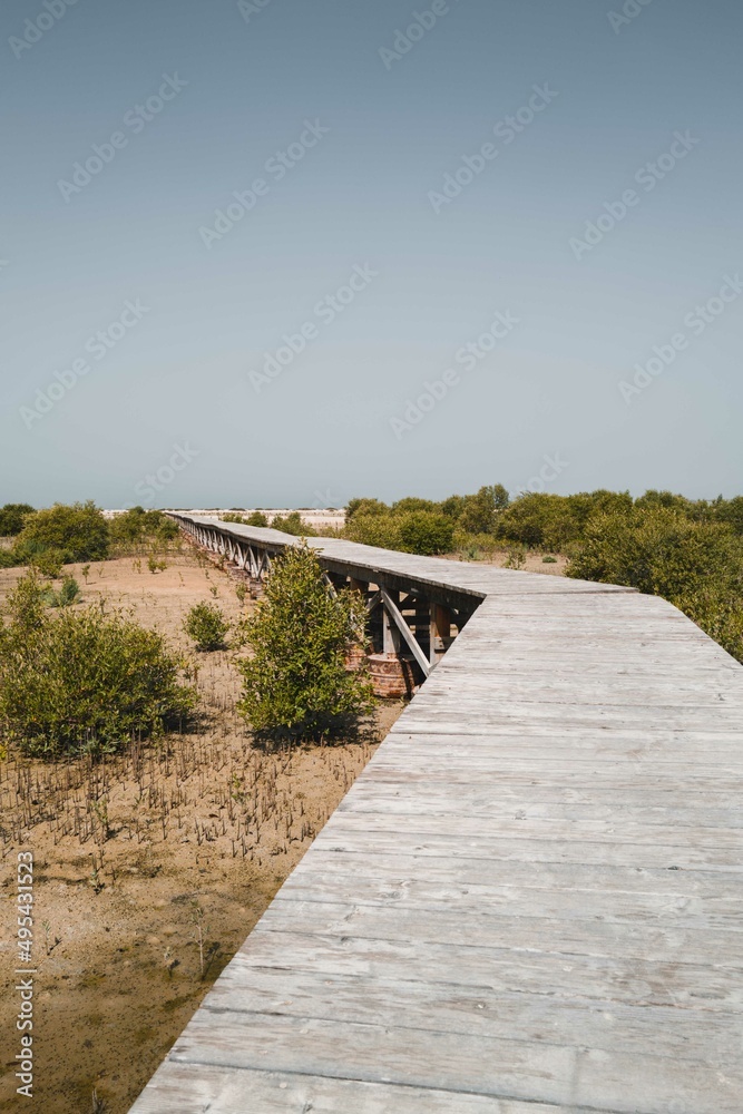 Wooden walkway in mangrove forest in Dubai