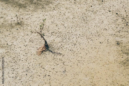 New mangrove plant on the sandy land