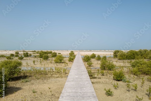 Photography Wooden walkway in mangrove forest in Dubai