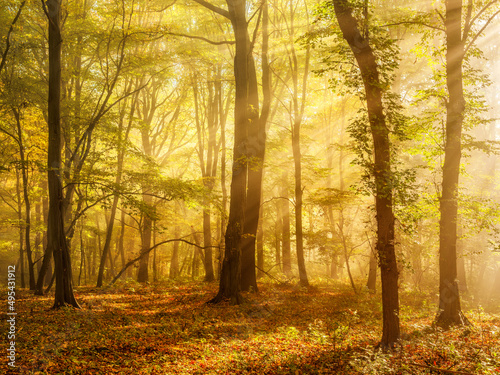 Enchanted Natural Forest of Beech and Hornbeam Trees in Autumn, Morning Fog illuminated by bright Sunlight