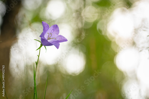 rundblättrige Glockenblume