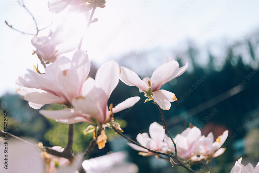Magnolia tree branches with pink flowers