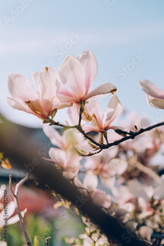 Magnolia flowers colored light pink blooming in springtime © nruedisueli