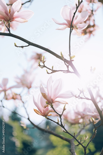 Magnolia tree, pink flowers blooming in spring