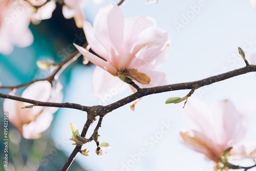 Pink magnolia flowers blossom in springtime