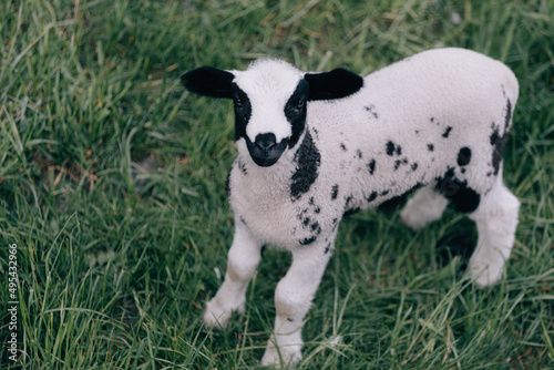 Portrait of a cute young lamb on the meadow