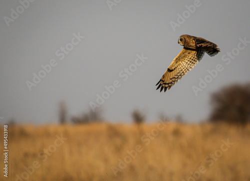 Marsh Owl hunting at dusk, Kruger National Park