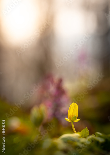 geschlossenes Buschwindröschen
