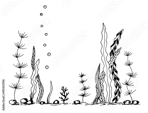 Simple vector ink sketch. Seabed, algae, corals and pebbles, underwater world. Nature, ocean. Black outline drawing.