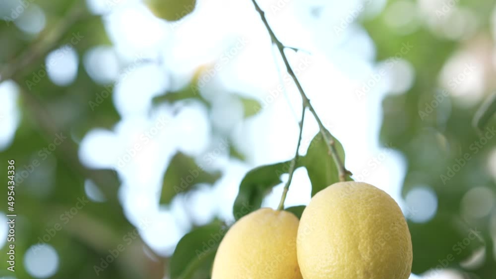 Close-up of two ripe yellow lemons on the branch of a lemon tree 4K