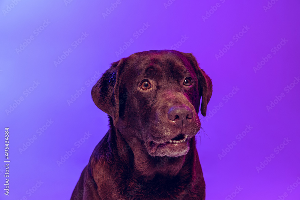 Fototapeta premium One beautiful chocolate color labrador, purebred dog posing isolated on purple background in neon light. Concept of animal, beauty, vet