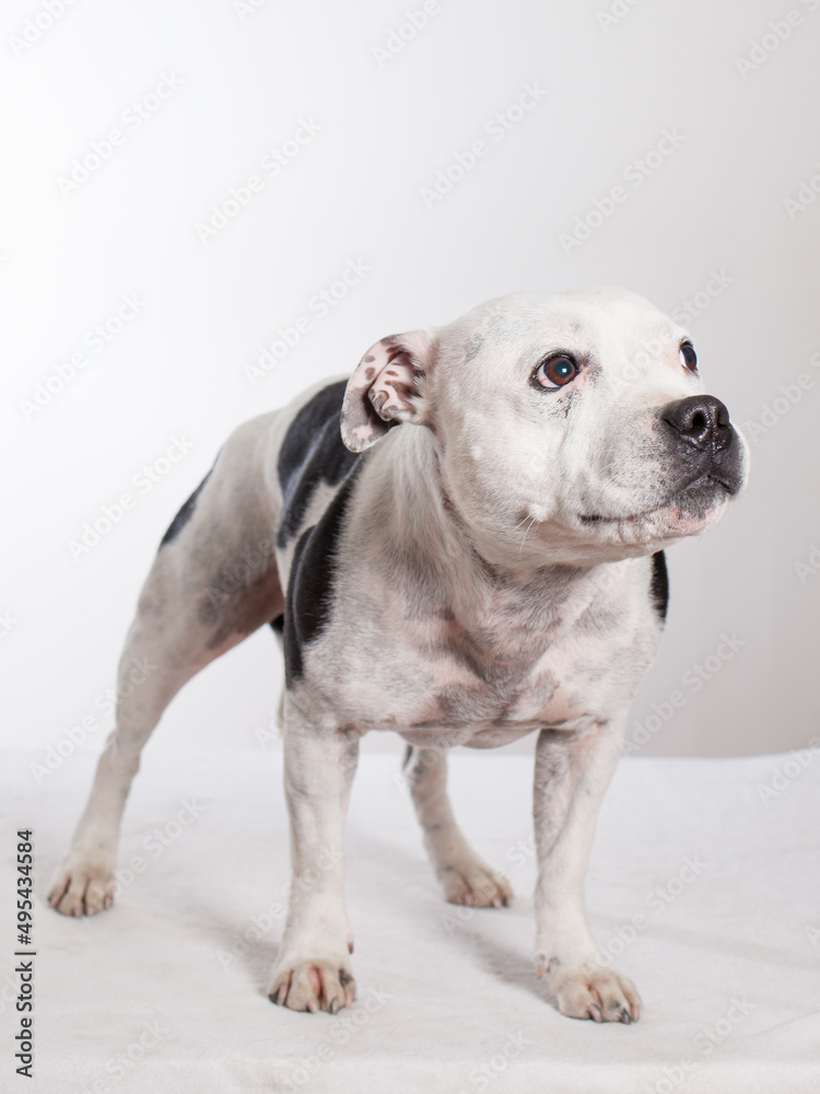 white and black Staffordshire Bull Terrie standing in studio with white background looking at side