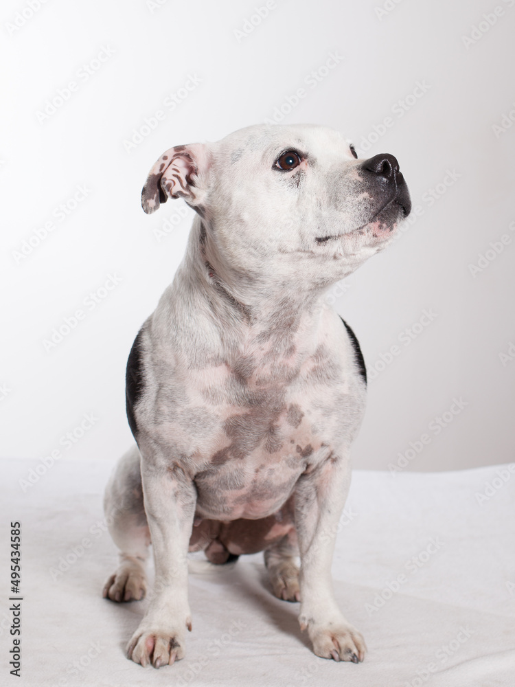 staffordshire bull terrie sitting in studio looking to the side obidient 