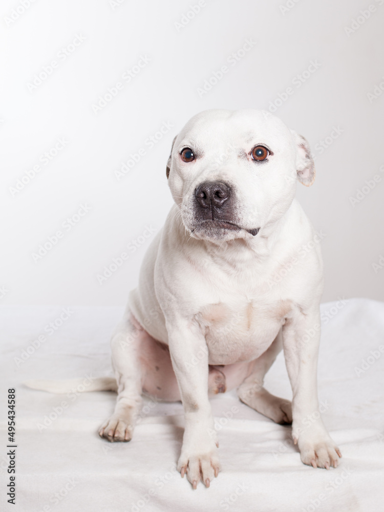 cute submissive white Staffordshire Bull Terrie sitting in studio looking submissive sad lonely 
