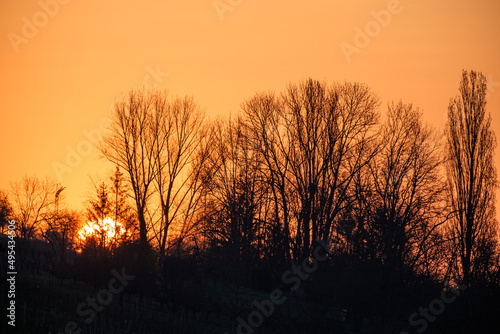 Sunrise behind bushes and trees