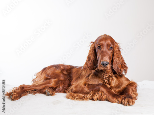 beautiful orange setter laying down in studio white background