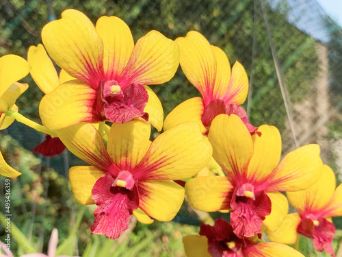 Colorful orchids flowers in Vietnam photo