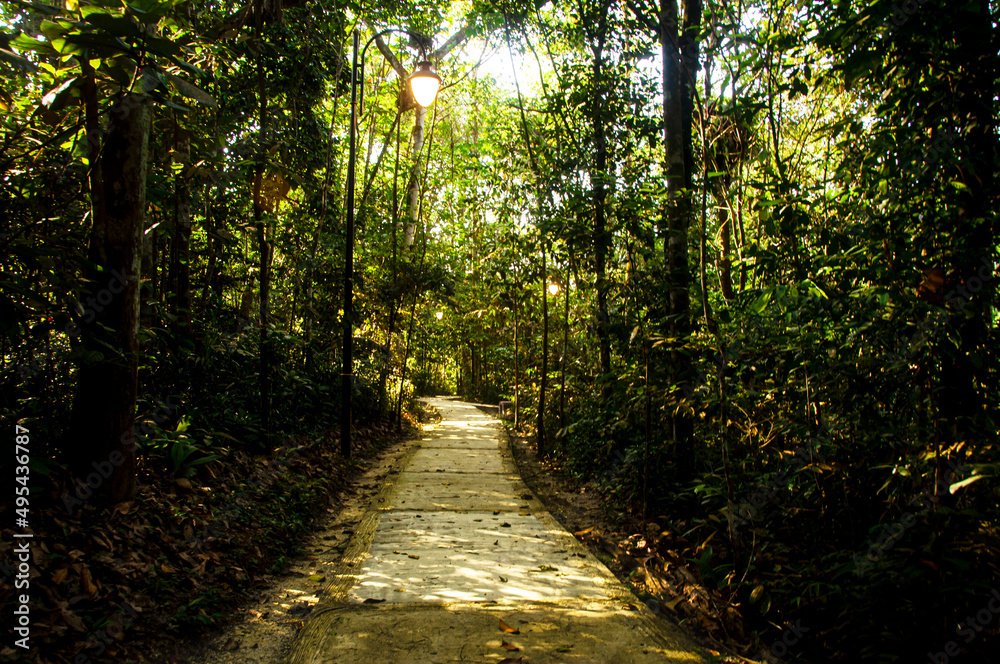 Obraz premium View of pathway to deep jungle. Conceptual