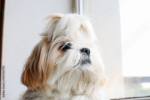 Sad shih tzu dog. Grooming. High quality photo