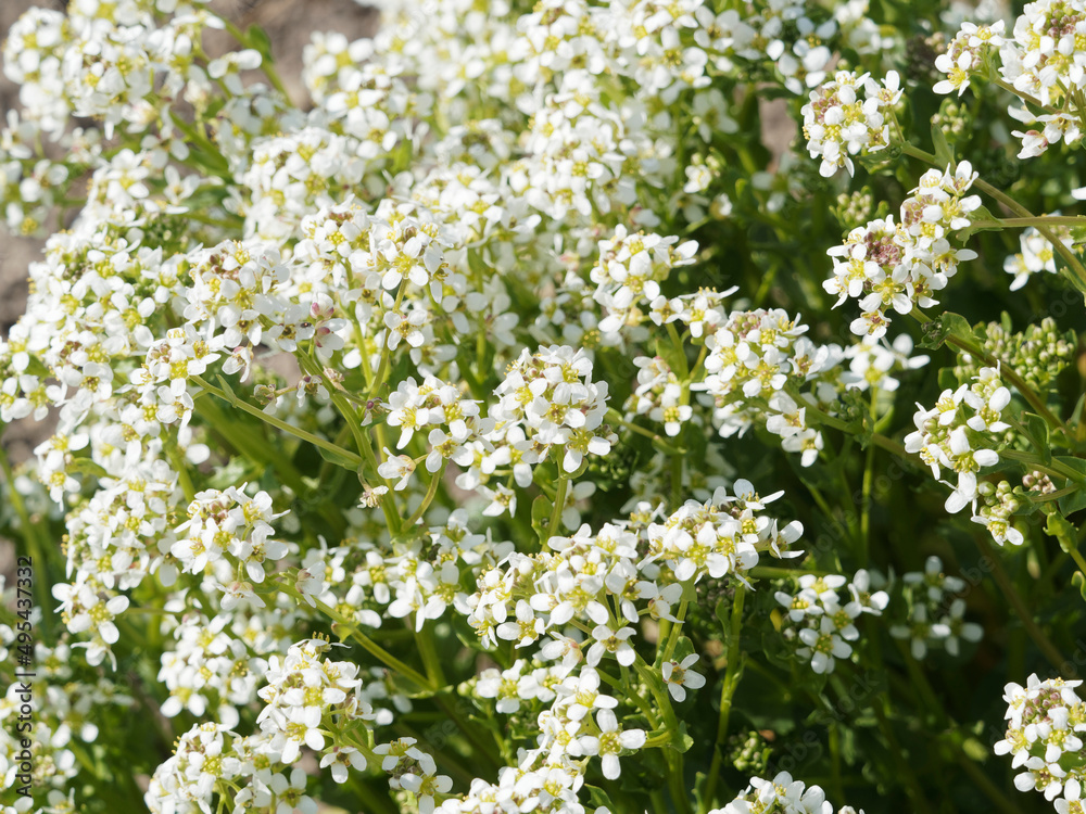 Cochlearia officinalis | Cochléaire officinale ou herbe aux cuillères aux grappes de petites fleurs à pétales blancs, sépale verts en haut d'une tige à feuillage pétiolé, embrassant vert foncé et rond Cochlearia officinalis | Cochléaire officinale ou herbe aux cuillères aux grappes de petites fleurs à pétales blancs, sépale verts en haut d'une tige à feuillage pétiolé, embrassant vert foncé et rond