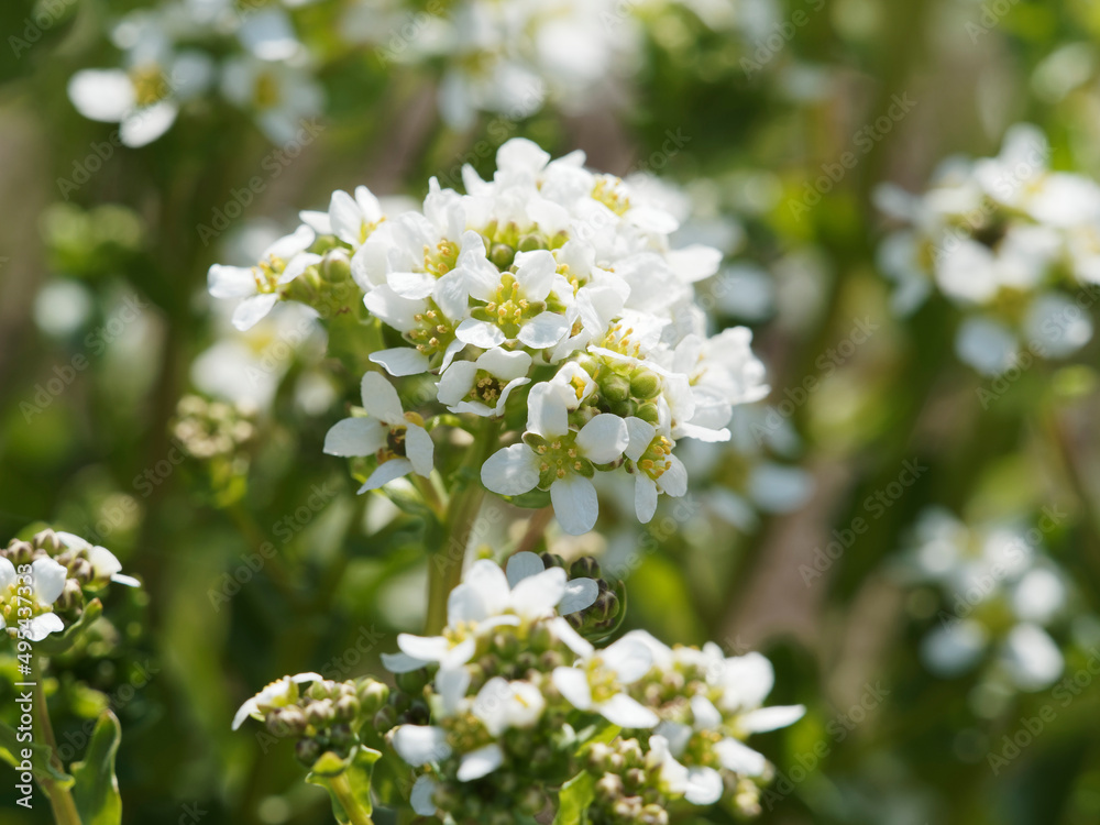(Cochlearia officinalis) Cochléaire officinale ou cranson officinal ou Raifort officinale au feuillage comestible et petites fleurs à pétales blancs, sépales verts au sommet d'une tige (Cochlearia officinalis) Cochléaire officinale ou cranson officinal ou Raifort officinale au feuillage comestible et petites fleurs à pétales blancs, sépales verts au sommet d'une tige