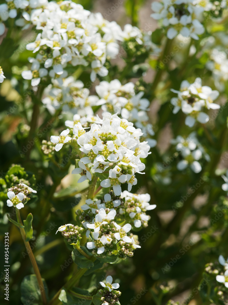 Cochlearia officinalis - Cochléaires officinales ou herbes aux cuillères. Plante aromatique au goût d'ail piquant à vertus médicinale aux petites fleurs blanches et feuillage comestible rond et cordé Cochlearia officinalis - Cochléaires officinales ou herbes aux cuillères. Plante aromatique au goût d'ail piquant à vertus médicinale aux petites fleurs blanches et feuillage comestible rond et cordé