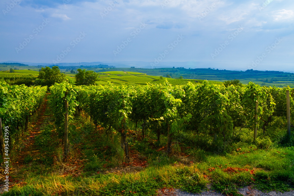 Weinberge Reben Rebhütte