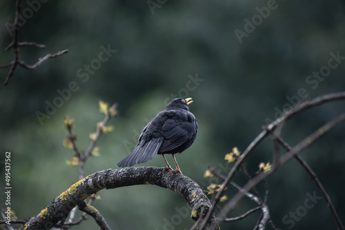 A black bird is sitting on a branch. Bird watching. Wildlife photography. A blackbird on a tree. Selective focus.