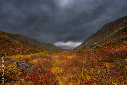 Stormy sky and fog in mountains. Red and yellow autumn northern meadow. Autumn in tundra. Lapland.  © Della_Liner