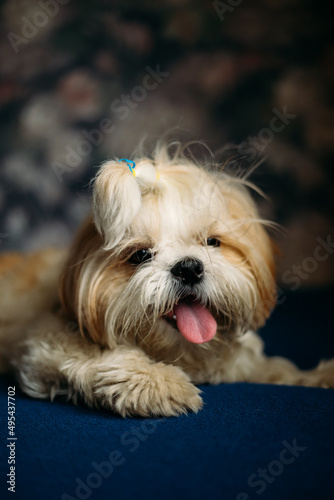 Sad shih tzu dog. Grooming. High quality photo