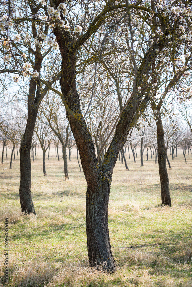 Blooming almond tree garden background Blooming almond tree garden background