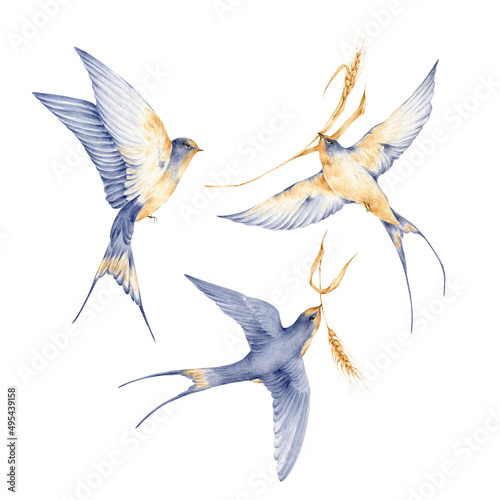 Watercolor symbol of Ukraine - swallow with wheat.
Stand with Ukraine photo