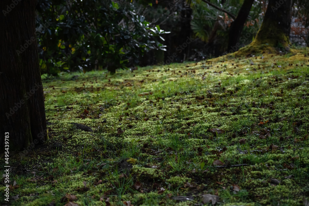 Obraz premium Natural wallpaper. Forest clearing. Nature without man. Green grass.