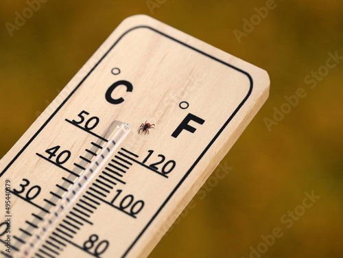 deer tick, Ixodes scapularis, on wooden thermometer, with rising temperatures in spring, the tick population in forests and meadows also increases, concept image close up photo