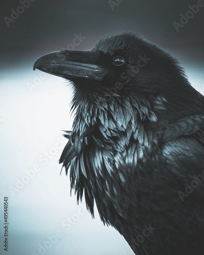 Grayscale portrait of dark crow