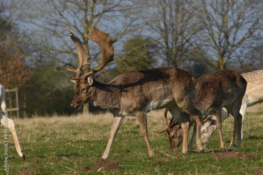 Naklejka premium fallow deer in a field