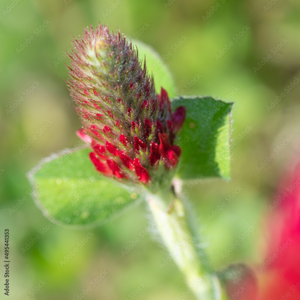 Close-up of a crimson clover bloom. Close-up of a crimson clover bloom.