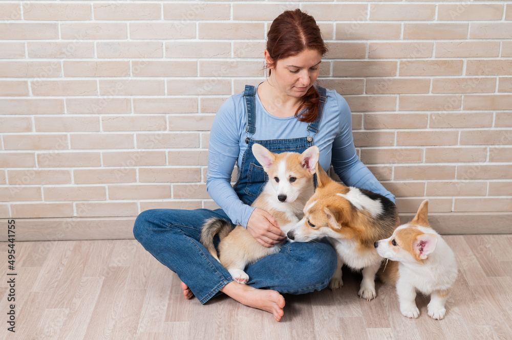 Caucasian woman holding two cute corgi puppies and their mom.