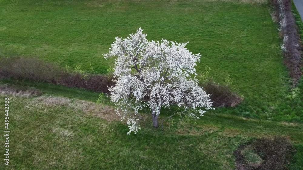 Poirier en fleur. Arbre en fleur au printemps. Fleurs blanches au milieux d'un champ.
