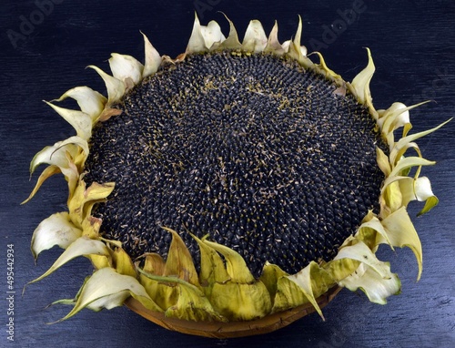sunflower on a black background