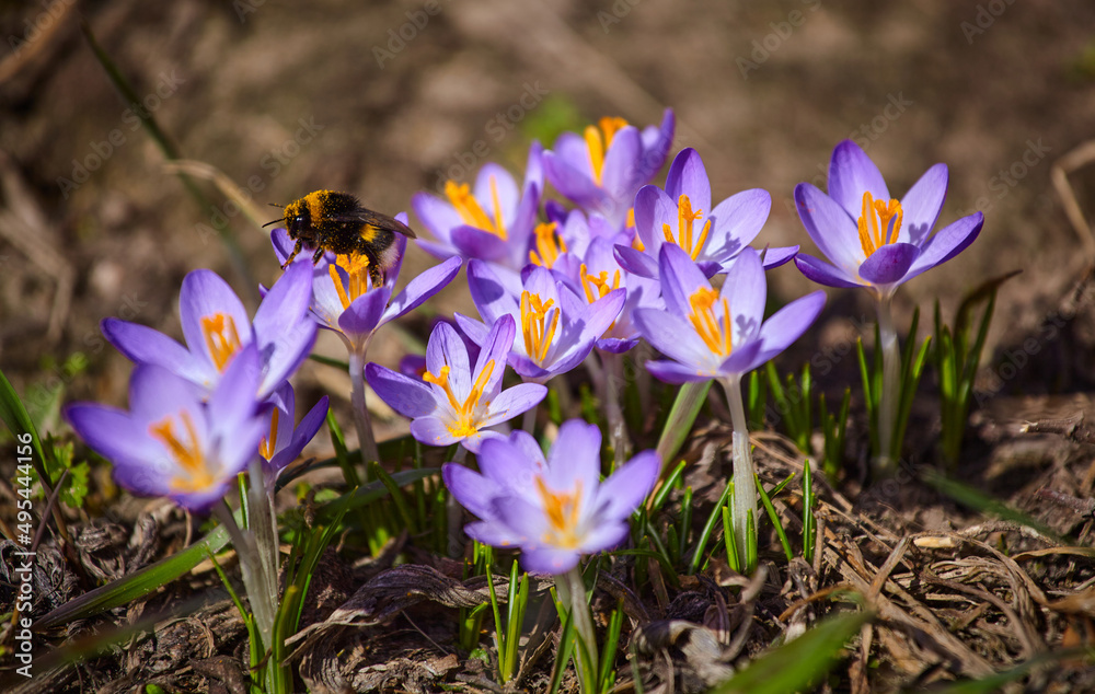 Fototapeta premium A bumblebee gathers pollen in a blooming spring crocus flower